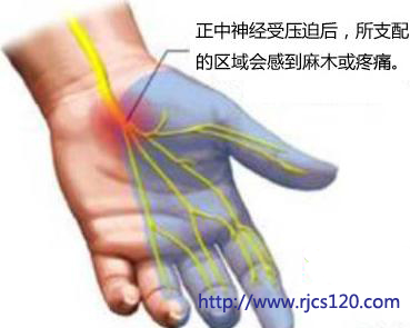 正中神经损伤对拇指的影响