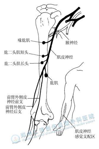 肱肌和喙肱肌难以触及.